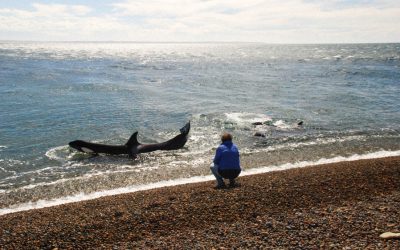 LA INCREÍBLE HISTORIA DE ROBERTO BUBAS