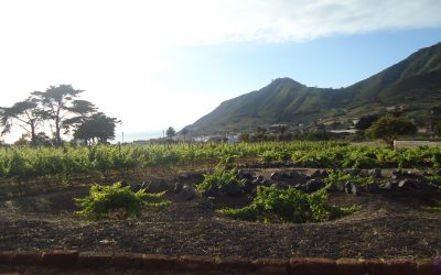 EL PÁJARO COCHINO, EL PÁJARO DE LA MUERTE