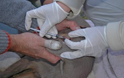 FUNDACIÓN NEOTRÓPICO