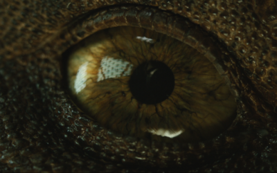 LA SAGA JURASSIC; VIOLENCIA GUANCHE; LO INSÓLITO Y MUSICAL; COCODRILOS EN LAS IGLESIAS…este viernes