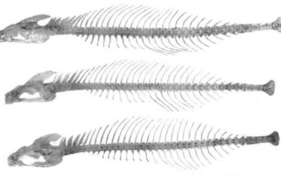 La Criatura de la cala de Alicante