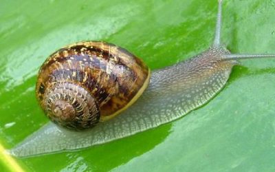 Misterios de Fortean Times; Vida Slow; Dante el Iniciado; Música Insólita; ¿Fake news en Tenerife? CSB T11-6