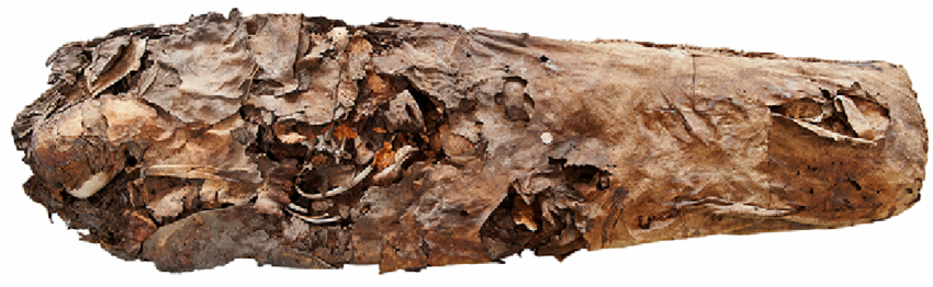 CSB T11-11 ¿Y si nunca hubo momias en Canarias?; la misteriosa isla Bouvet; fermentos y salud; la naturaleza sagrada del Ser Humano. Este viernes 22.