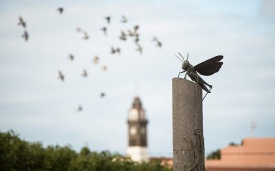 Plagas milagreras, luces y piedras virginales. Diario de un curioso II