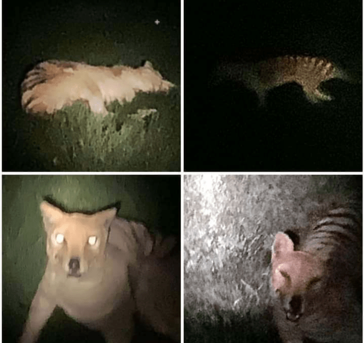 Polémica por supuestas fotos del thylacine