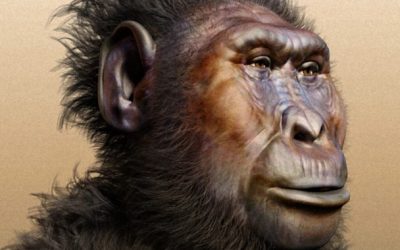 Amigos hace 1,5 millones de años