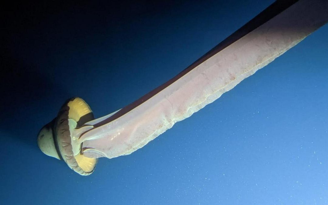 Monstruos reales: la medusa gigante fantasma